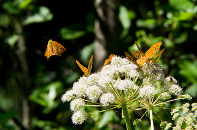 Butterfly perching and flying around flowers