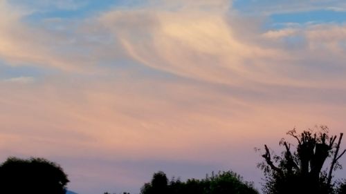 Silhouette of trees at sunset