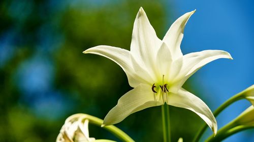 Close-up of day lily blooming outdoors