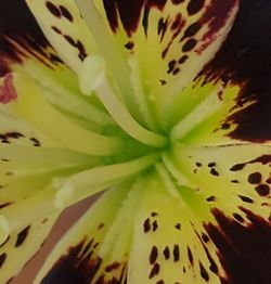 Close-up of yellow flower