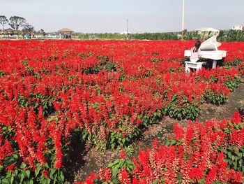 Red flowers against sky