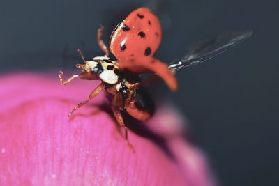 Close-up of ladybug on pink flower
