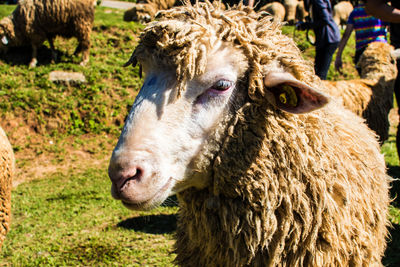 Close-up of sheep on field