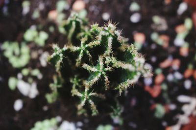 Close-up of plant