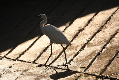 Gray heron on footpath