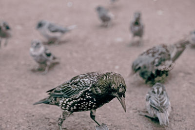 High angle view of birds on land