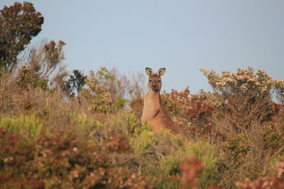 Portrait of kangaroo standing amongst wildflowers  against sky