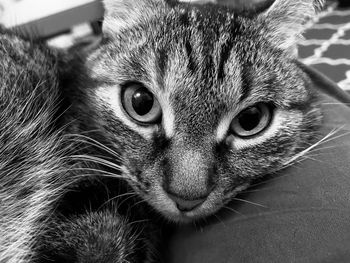 Close-up portrait of a cat