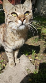 Close-up portrait of tabby cat on field