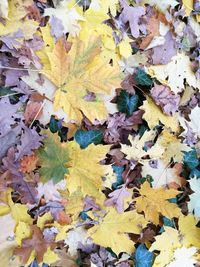 Full frame shot of autumn leaves