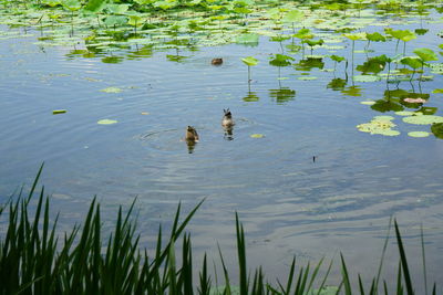 Ducks swimming in lake