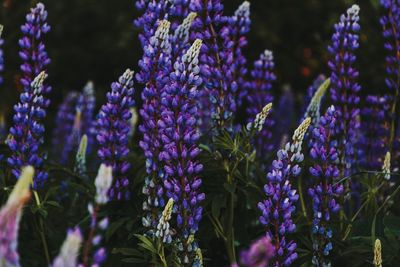 Violet lupines