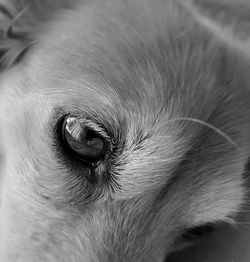 Close-up portrait of dog