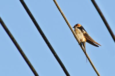 Low angle view of bird perching on wire against clear sky