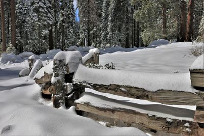 Trees on field during winter