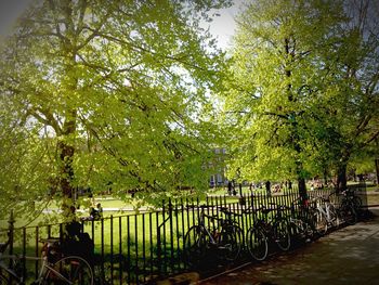 View of trees in park