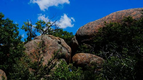 Low angle view of trees against blue sky