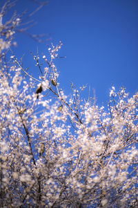 Low angle view of blooming tree against blue sky