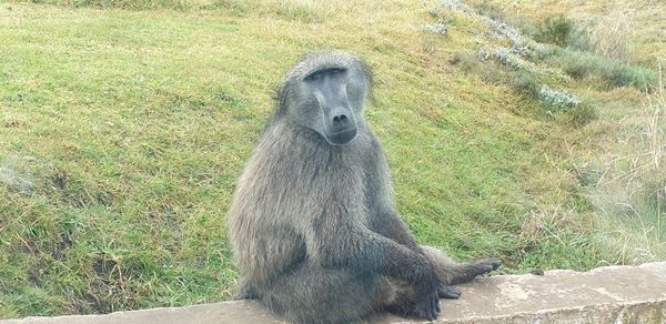 Monkey looking away on field