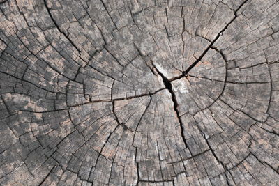 Full frame shot of tree stump