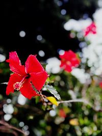 Close-up of red hibiscus on plant