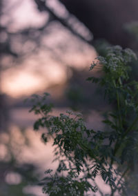 Close-up of tree