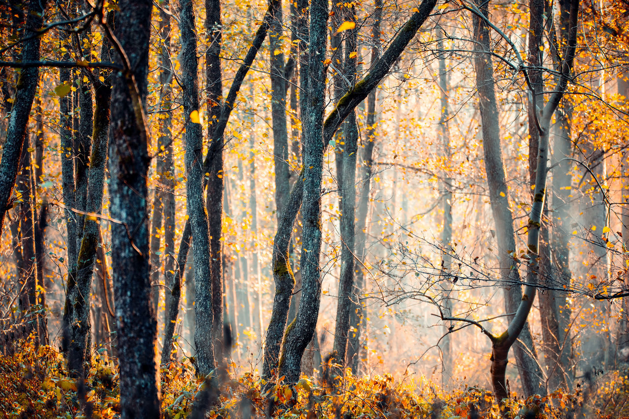 TREES GROWING IN FOREST DURING AUTUMN