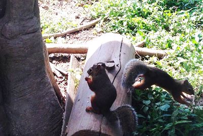 Close-up of monkey on tree in forest
