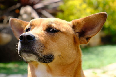 Close-up of dog looking away