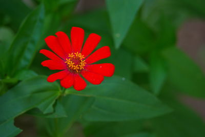 Close-up of red flower