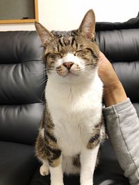 Cat sitting on sofa at home