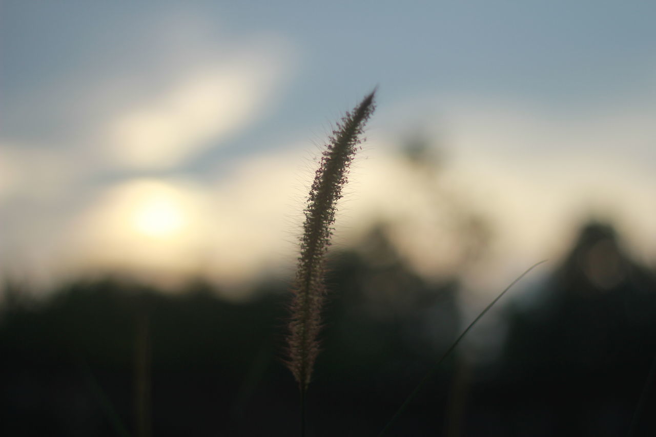 CLOSE-UP OF STALKS IN FIELD AGAINST SKY