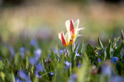 Close-up of purple crocus flowers on field