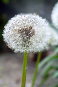 Close-up of white dandelion flower