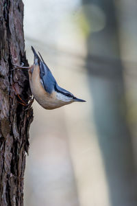 Bird perching on a tree