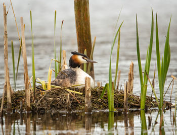 Ducks on grass at lakeshore