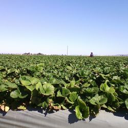 Plants against clear sky