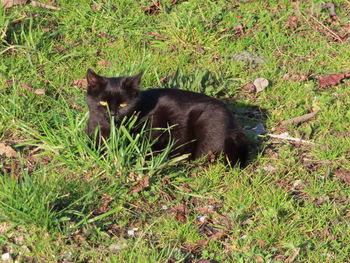 Cat lying on grass