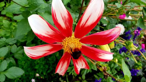 Close-up of red flower in park