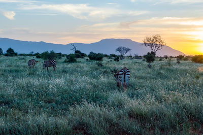 Scenic view of field against sky during sunset