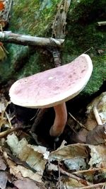 Close-up of mushroom growing on field