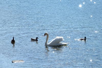 High angle view of swans swimming in lake