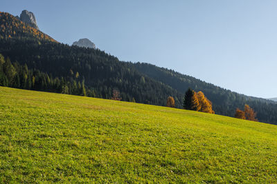 Scenic view of field against clear sky