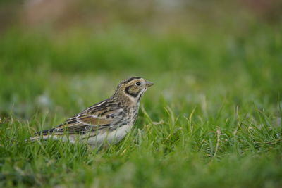 Close-up of a bird on grass