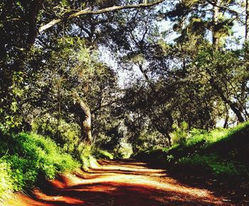 Road passing through forest