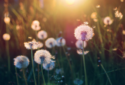 Close-up of dandelion flower on field