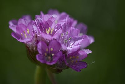 Close-up of purple flower