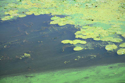 High angle view of leaves floating on water