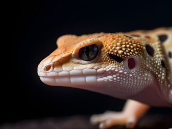 Close-up of lizard