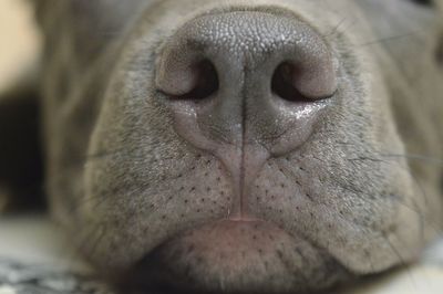 Close-up of dog sleeping